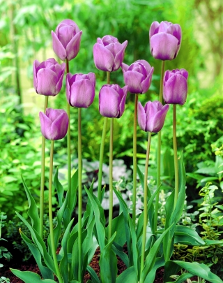 Tulipa Blue Aimable - Tulip Blue Aimable - 5 bebawang