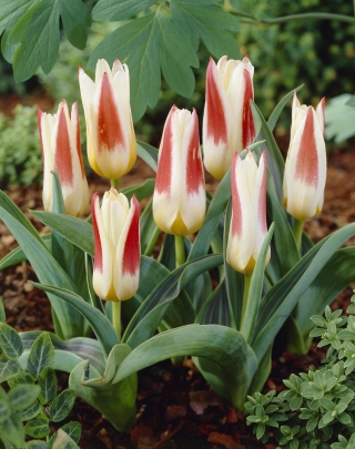 Tulipa Йохан Щраус - Tulip Йохан Щраус - 5 луковици - Tulipa Johann Strauss
