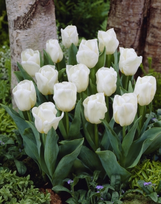 Laagblijvende witte tulp - Greigii wit