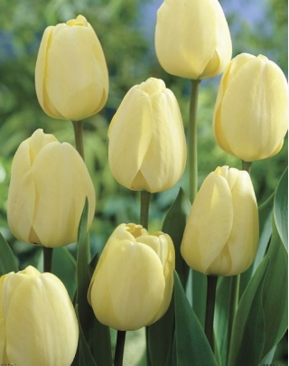 Krémesfehér tulipán - nagy csomag! - 50 db.