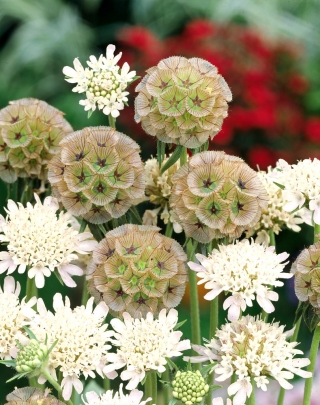 Starflower Pincushion sėklos - Scabiosa stellata - 25 sėklos