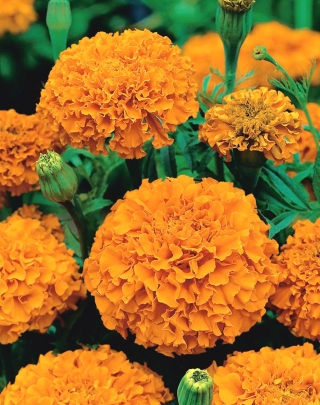 Marigold Deep Orange hạt - Tagetes erecta - 300 hạt