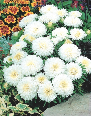 Dwarf aster "Queen of the Snow" - 450 seeds