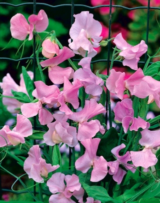 Ροζ σπόροι μπιζελιών - Lathyrus odoratus - 36 σπόροι