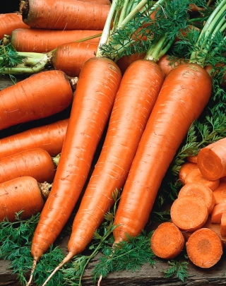 Carrot'Flakkese 2'，Trophy-Zif型 - 晚期，非常高产的品种 -  Daucus carota - 種子