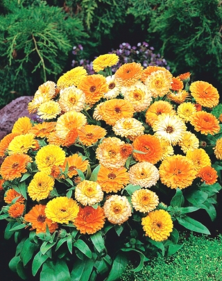 Dwarf pot marigold - 240 seeds