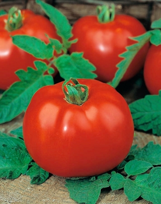 Tomato "Morning" - direct sow possible - 400 seeds