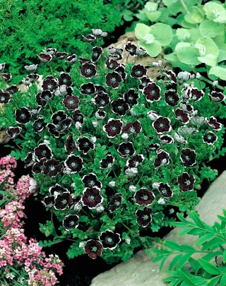 Penny Black sėklos - Nemophila discoidalis - 160 sėklų - Nemophila menziesii