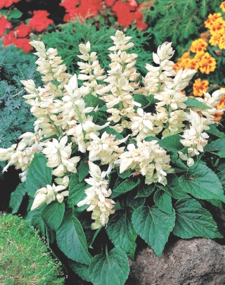 熱帯セージ - 白種 -  10種 - Salvia splendens - シーズ