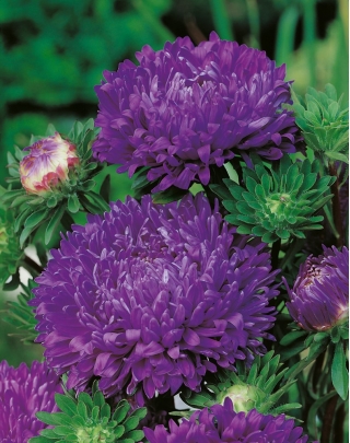 Purple peony aster - 500 seeds