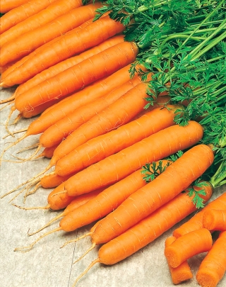 Carrot Amsterdam 3 semințe - Daucus carota (semințe acoperite) - 300 de semințe - Daucus carota ssp. sativus 