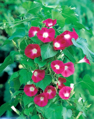 Ipomea purpurea - 36 seemned - Scarlet O'Hara