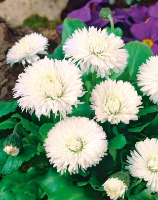Großblumige Gänseblümche Ave Weiße Samen - Bellis perennis - 600 Samen