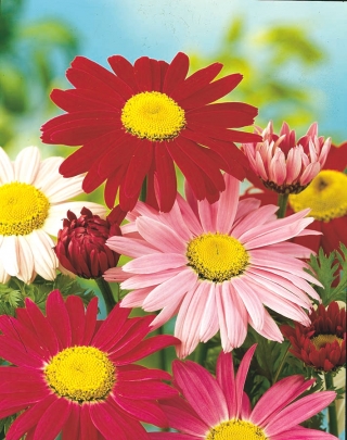 Krāsotas Daisy Robinson's Mix sēklas - Chrysanthemum coccineum - 120 sēklas