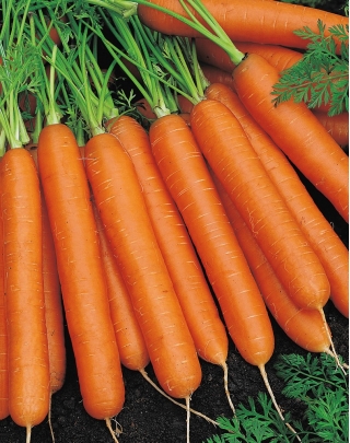 Морква "Nantes 3" - середньорані сорти - покриті насіння - 400 насінин - Daucus carota ssp. sativus 
