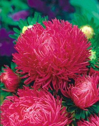 Aster เข็มกลีบดอก "Inga" - หลากหลายสีแดงสีชมพูสูง 450 เมล็ด - Callistephus chinensis 