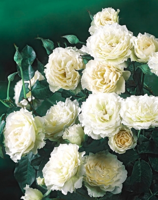 Puutarhan monikukkainen ruusu - valkoinen - ruukkukasvi - 