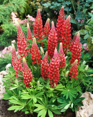 Lupin - Rød - Red - Lupinus hybridus