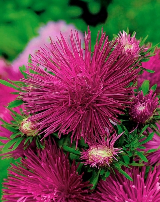 Needle-petal aster "Romeo" - cherry-red coloured - 360 seeds 