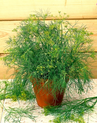 迷你花园 - 花园莳萝 - 阳台和露台文化 - Anethum graveolens L. - 種子