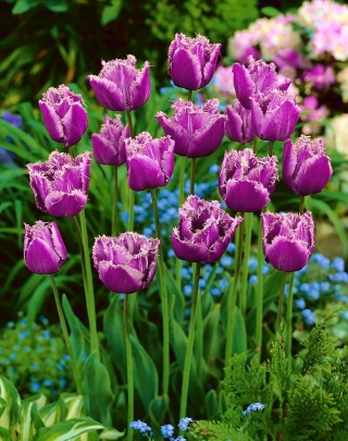 Tulipa American Engle - Tulip American Engle - 5 bulbs