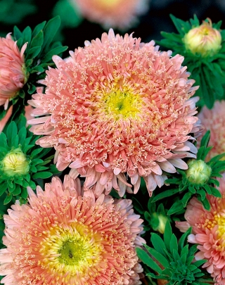 Pink-orange chinese "Princess" aster - 500 seeds