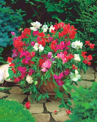 Home Garden - Søt ert "Knee Hi" - for innendørs og balkong dyrking - 60 frø - Lathyrus odoratus