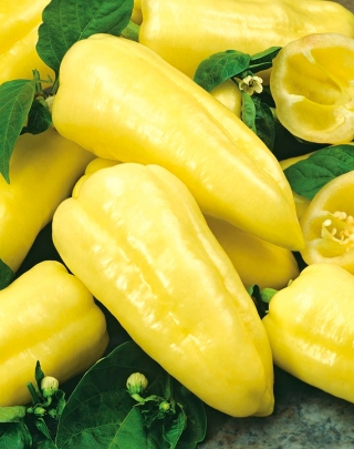 Pimenta "Zlata" - variedade amarela, doce - 