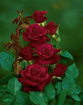 Velkokvětá růže - karmínově - sazenice v květináči - 