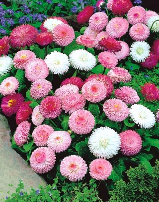 Double-flowered daisy - variety mix