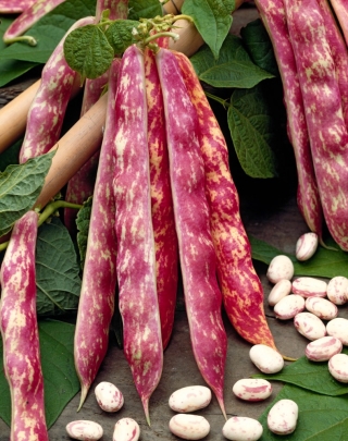 Dwarf bean "Borlotto rosso" - colourful pods and seeds, for dried seeds