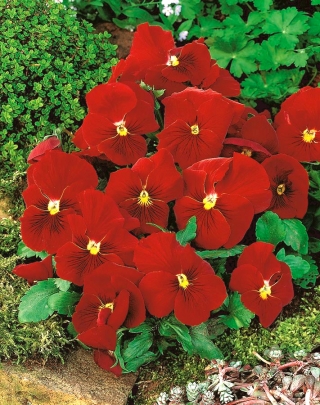 Roșu mare cu flori înflorite - 240 de semințe - Viola x wittrockiana 