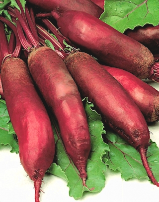 Elongated red beetroot "Alexis" - COATED SEEDS