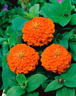 डाहलिया-फूल वाले आम झिननिया "ऑरेंज किंग" - 120 बीज - 