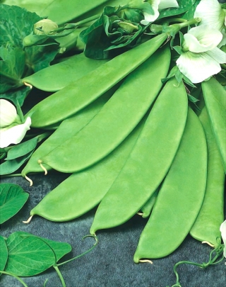 Pea Fairy Tale seeds - Pisum sativum - 160 seeds