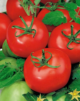 Tomat ladang "Sabala" - kebiasaan yang kental dan padat - Lycopersicon esculentum Mill  - biji