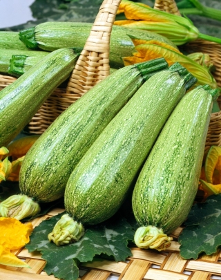 Zucchini 'Nimba' - 100 g; Zucchini - 