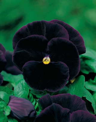 三色堇黑王种子 - 中提琴x wittrockiana  -  320种子 - Viola x wittrockiana  - 種子