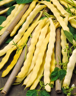 Yellow French bean "Goldelfe" - needs staking - 30 seeds