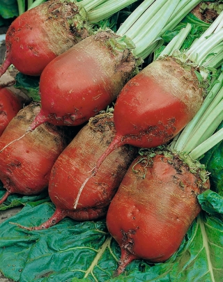 Củ cải đường "Krezus" - màu đỏ - Beta vulgaris - hạt