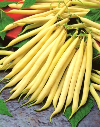 Kacang kuning kuning "Livia" - pelbagai kerdil - Phaseolus vulgaris L. - benih
