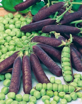 Горох "Blauwschokker" - пурпурні стручки - Pisum sativum - насіння