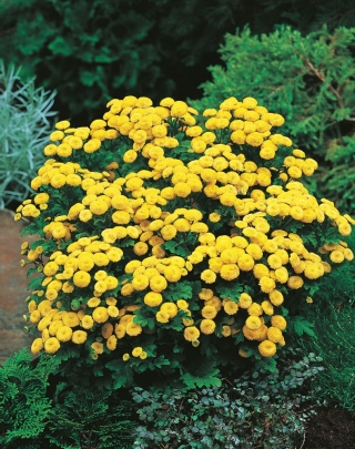 Feverfew Golden Ball frø - Chrysanthemum parthenium fl.pl. Goldball - 1500 frø - Chrysanthemum parthenim