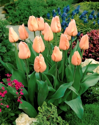 Tulipano 'Apricot' - confezione grande - 50 pz