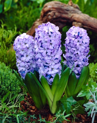Almindelig hyacint Delft Blue - 3 stk.; havehyacint, hollandsk hyacint
