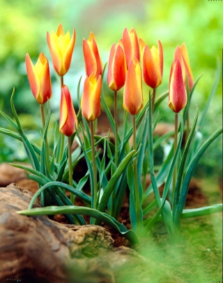 Tulipano Clusiana Sheila - confezione grande! - 50 pz