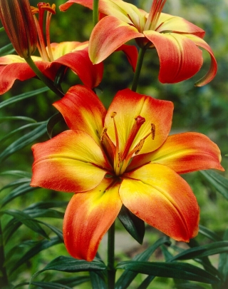 Asiatic lily - Linda - large package! - 10 pcs
