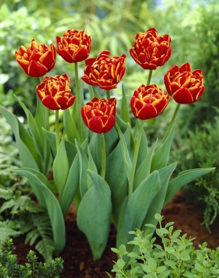 Tulip Allegretto - großes Paket! - 50 Stück