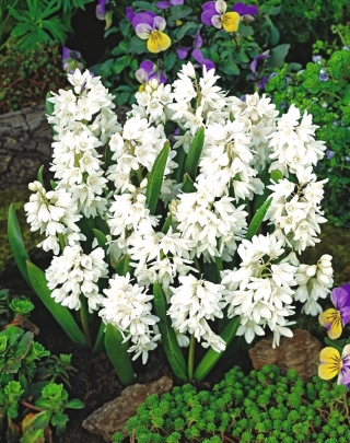 Squill raye - Puschkinia alba - grand paquet - 100 pieces; Liban squill