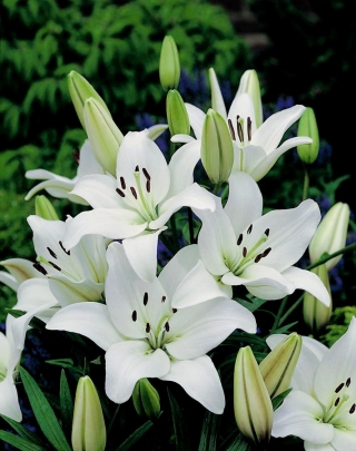 Lily asiatique - Blanc - Pack XXXL! - 50 pieces